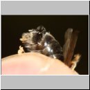 Schlupf eines Stylops-Maennchens 02.jpg